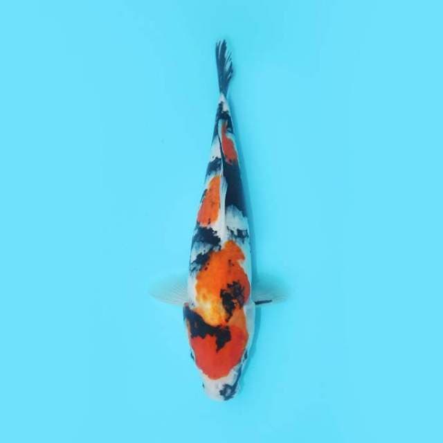 SHOWA 28 CM FEMALE