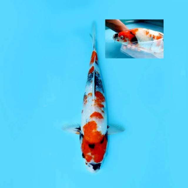 SHOWA BERPUNUK 41 CM MALE
