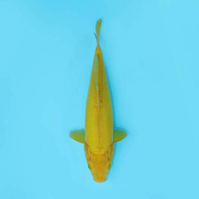 KARASHI DOITSU 30 CM FEMALE