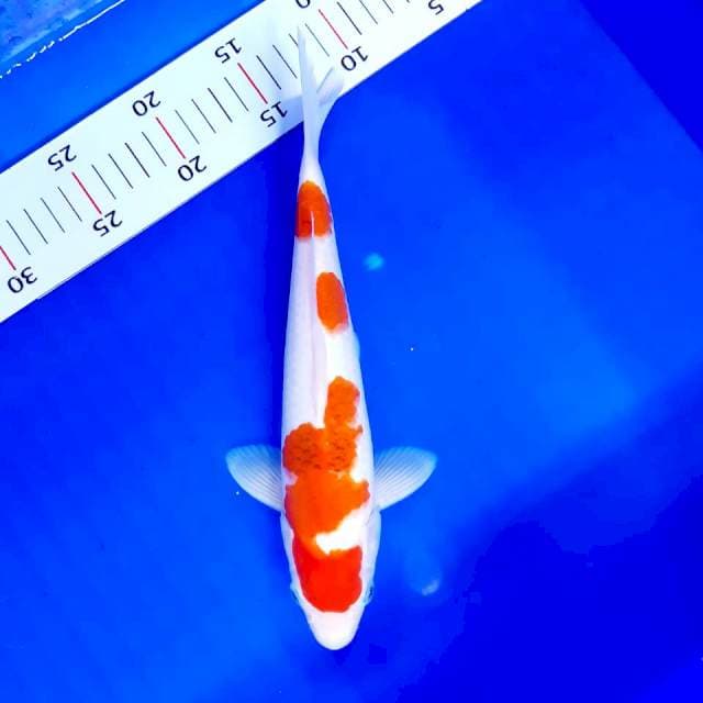 Kohaku kanoko male 30 cm