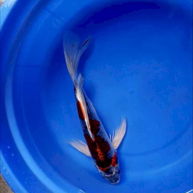 Kumpay goshiki 30cm 
