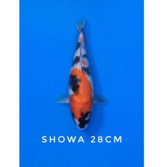 showa