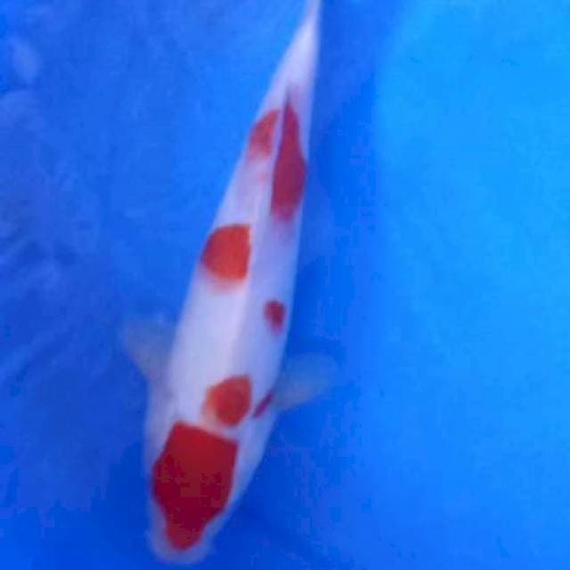 Maruten kohaku