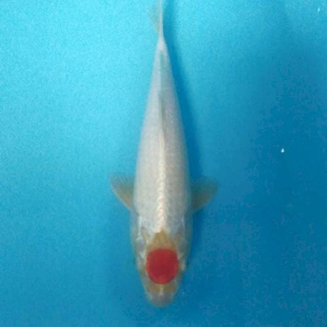 Tancho Sakura Ogon, male 31 cm