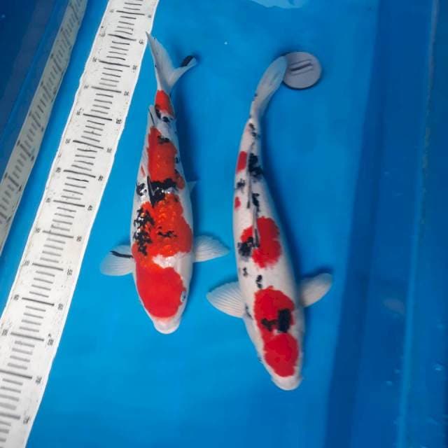 45cm&47cm SEPASANG