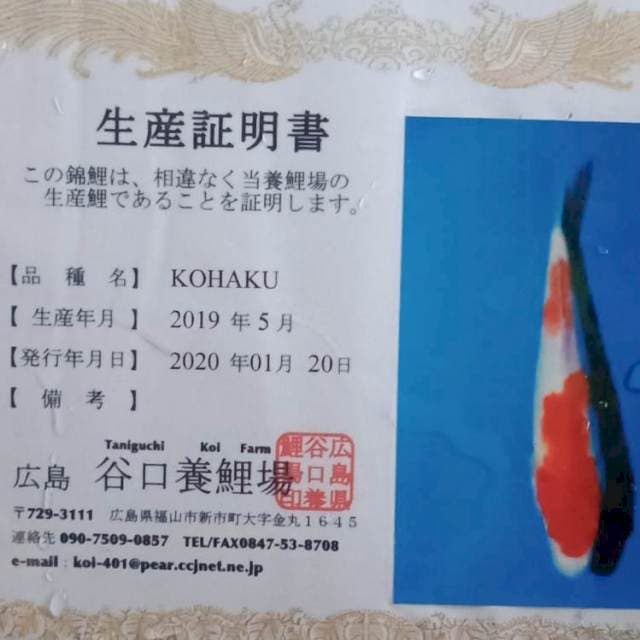 Kohaku import taniguchi farm