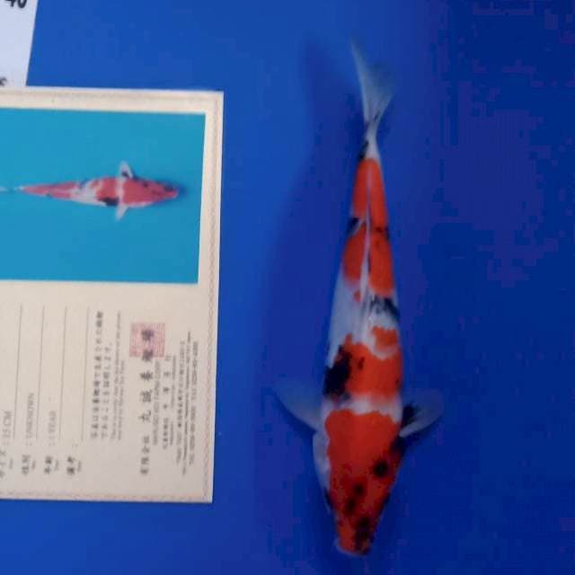 Showa import serty marusei farm