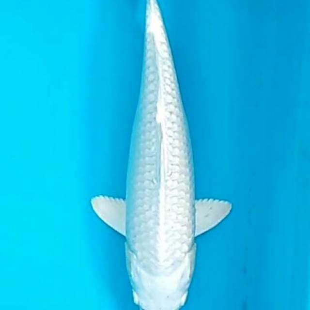 Platinum ogon putri salju 30bu