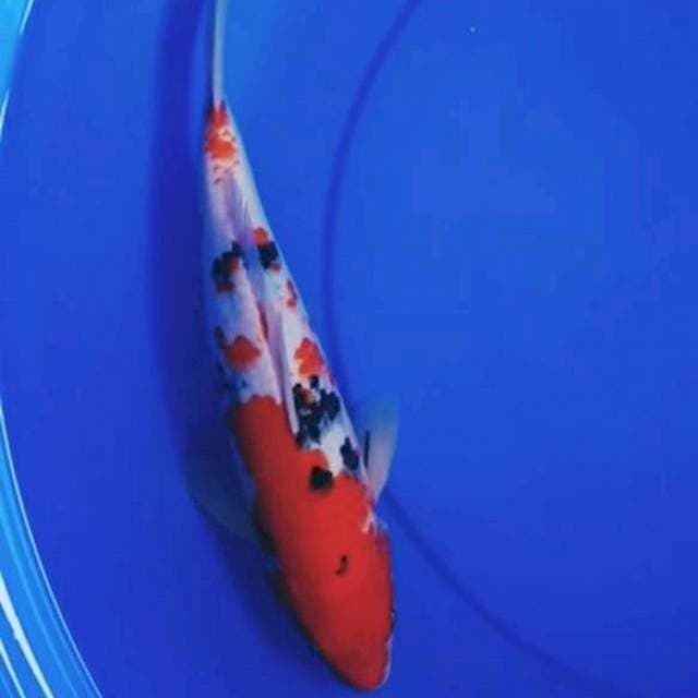 36cm SANKE 