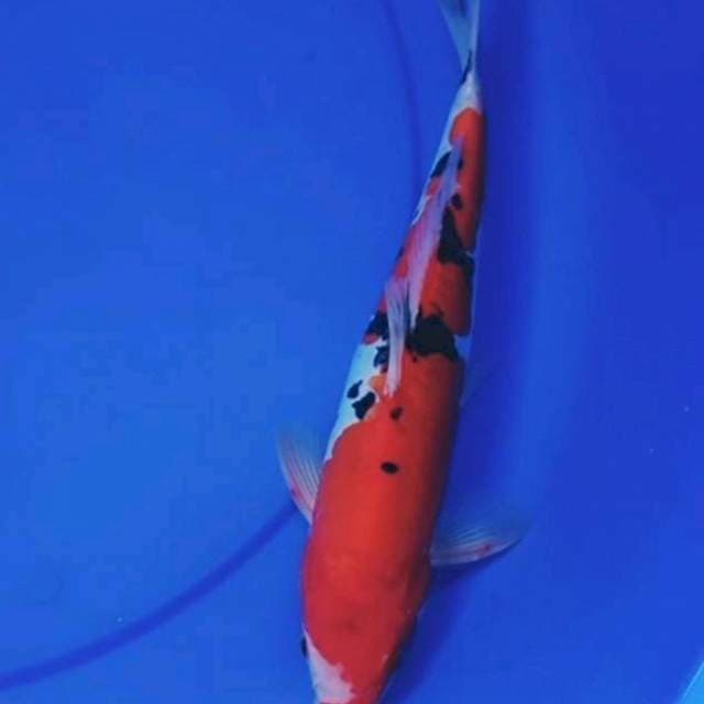 33cm DOITSU SANKE