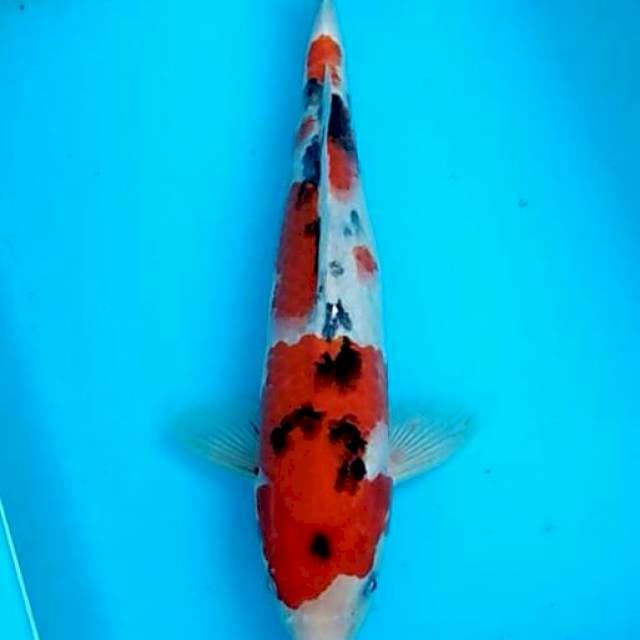 Male sanke menawan 29cm