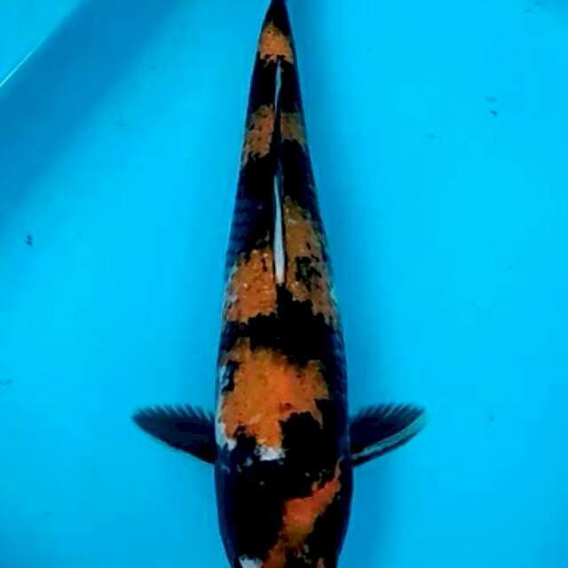 Hi ki showa antik pola sumi belang 33cm