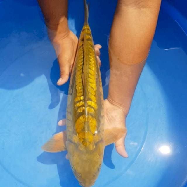 Cagoi 47 cm