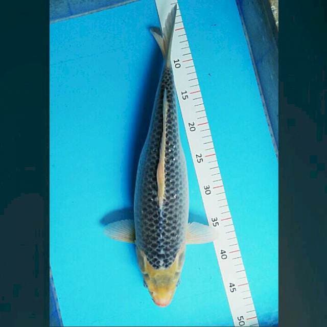 Asagi ginrin bulky 42cm