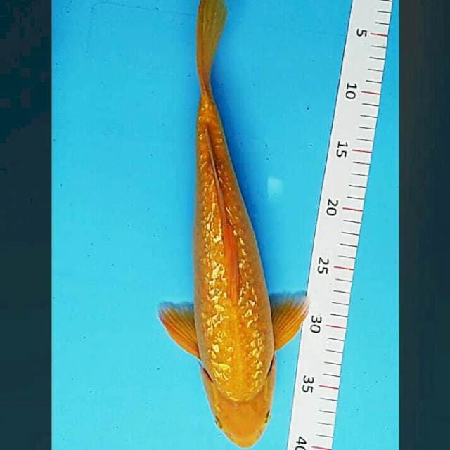 Karashi ginrin punuk 35cm male