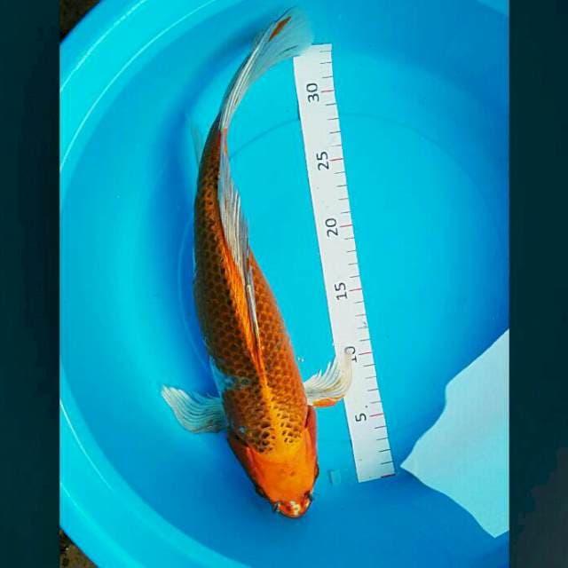 Kujaku kumpay 38cm