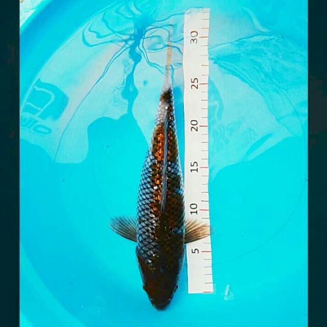 Ochiba ginrin 33cm