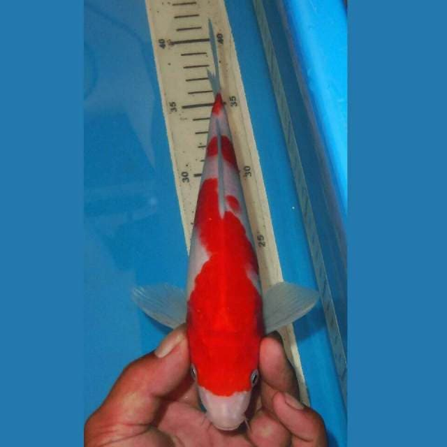 KOHAKU SIP