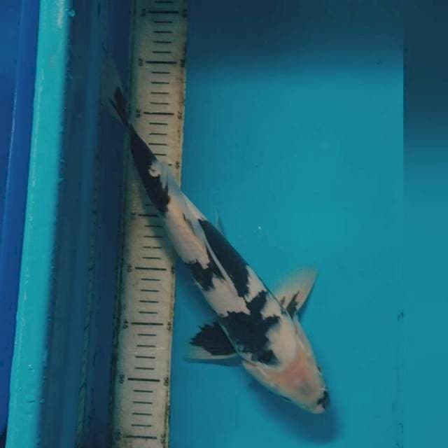 SHIRO 38CM MALE