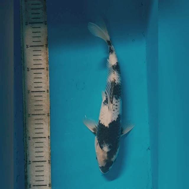 TATEGOI HQ - SHIRO 34CM MALE