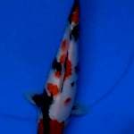 kindai showa original 35cm male