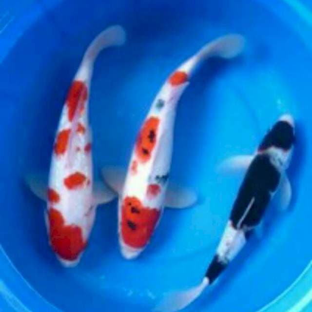 Sk mix