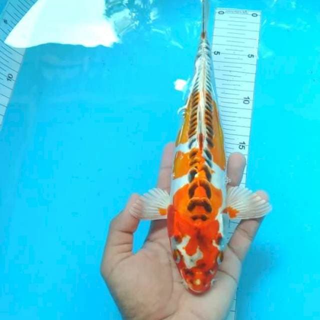 Hikari padat 30 cm