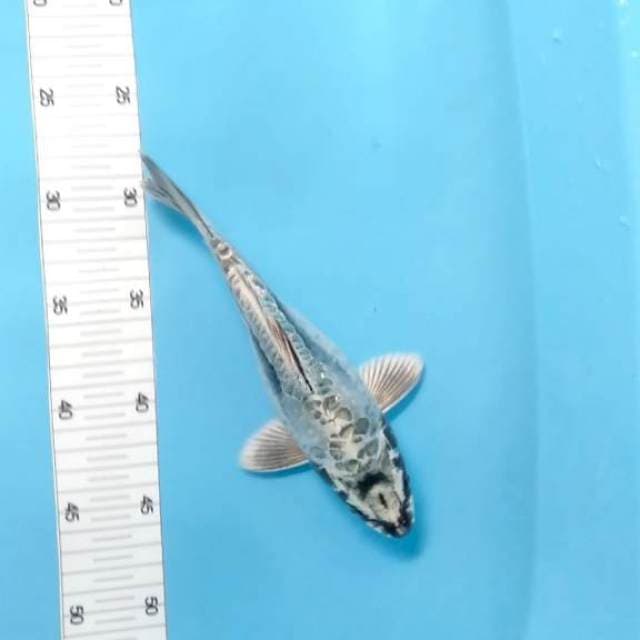 Short body 23 cm