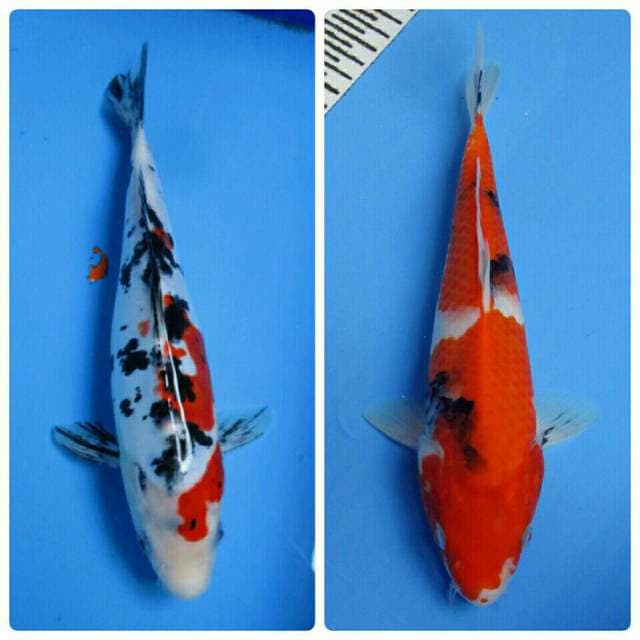 SHOWA - SANKE 27 - 29 CM