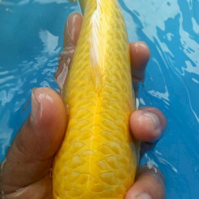 f1 yamabuki ogon
