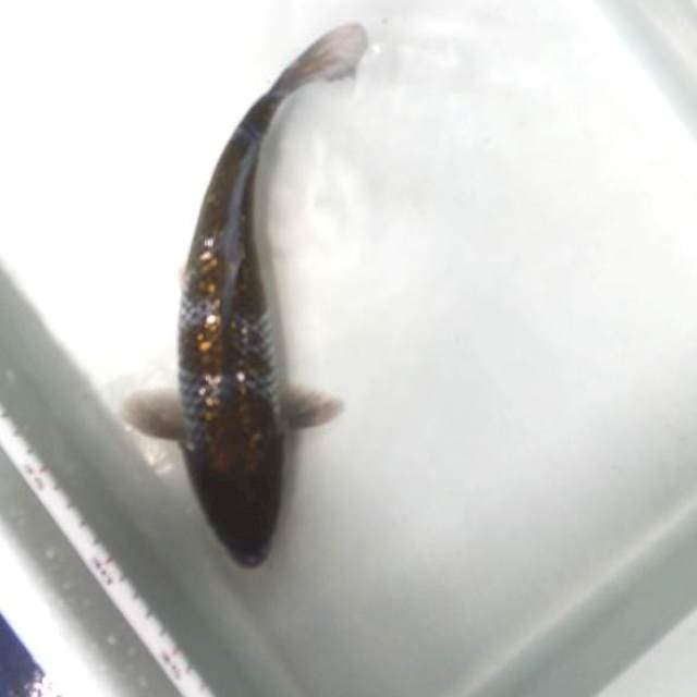 Ochiba 30cm