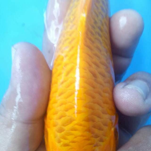 f1 okawa
