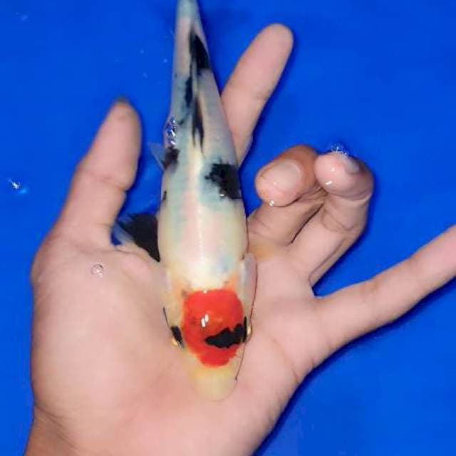 Tanco showa jos