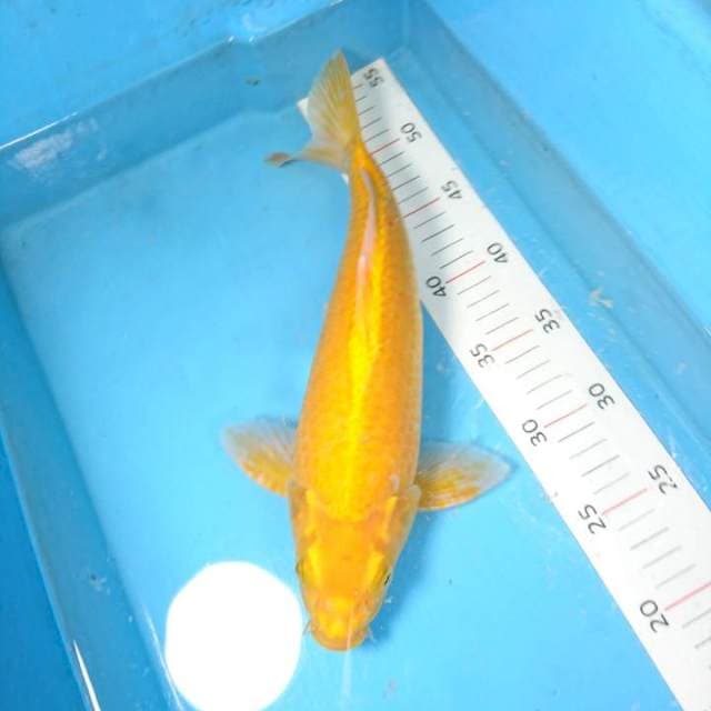 karasi punuk 31