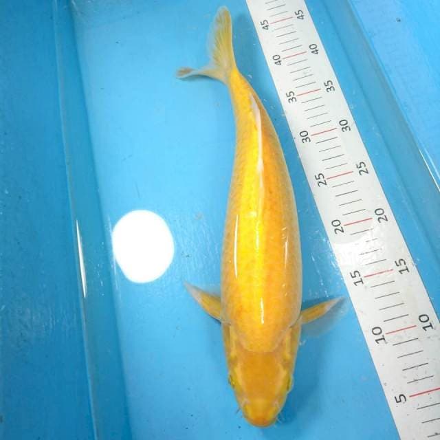 karashi punuk 38