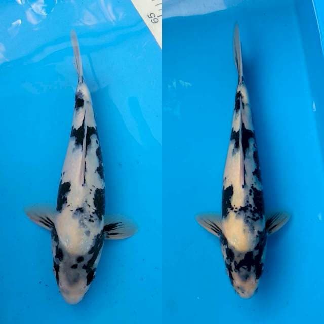 Jumbo tosai