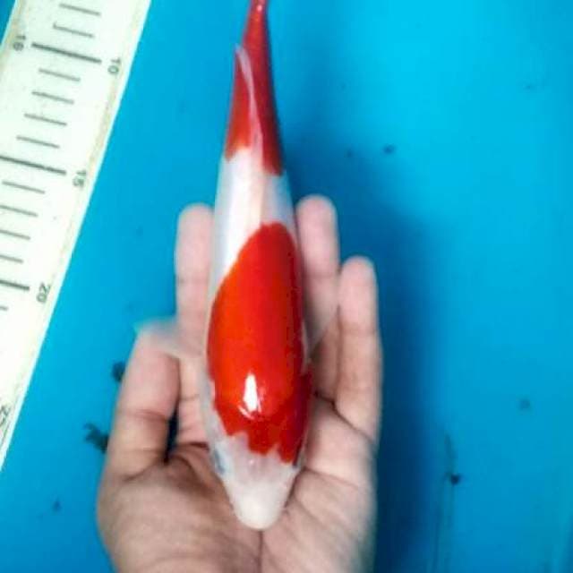 Kohaku red blood original 23cm