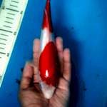 Kohaku red blood original 23cm