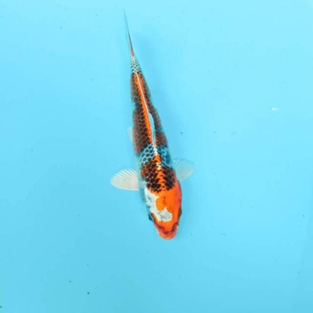 Kujaku, 22 cm