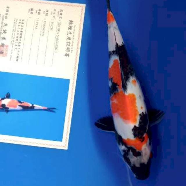 Showa import marusei farm