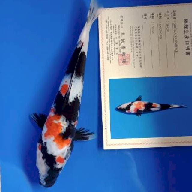 Showa import serty marusei farm
