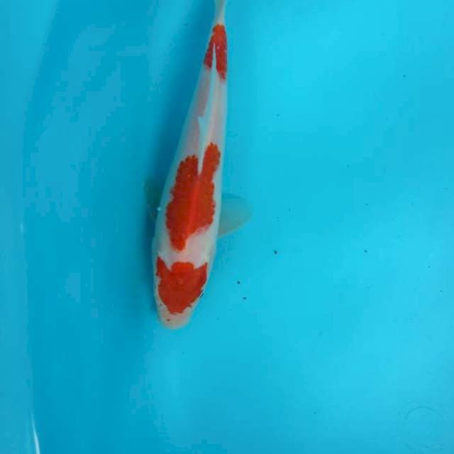Setep 3 ori kohaku