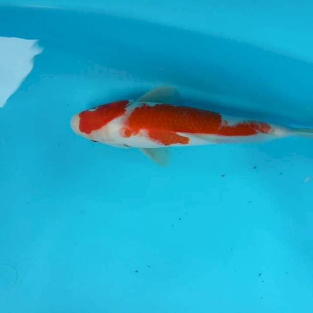 Kohaku