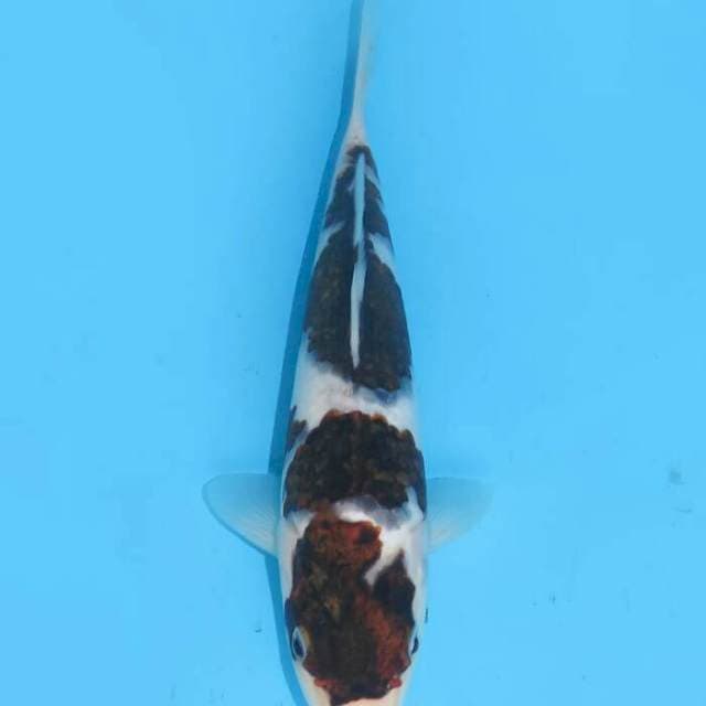 Budo goromo