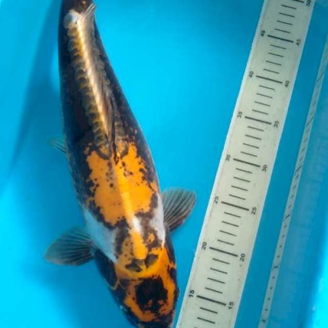 Kiko 46cm gendong telor