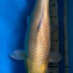 Ogon mata merah 47cm
