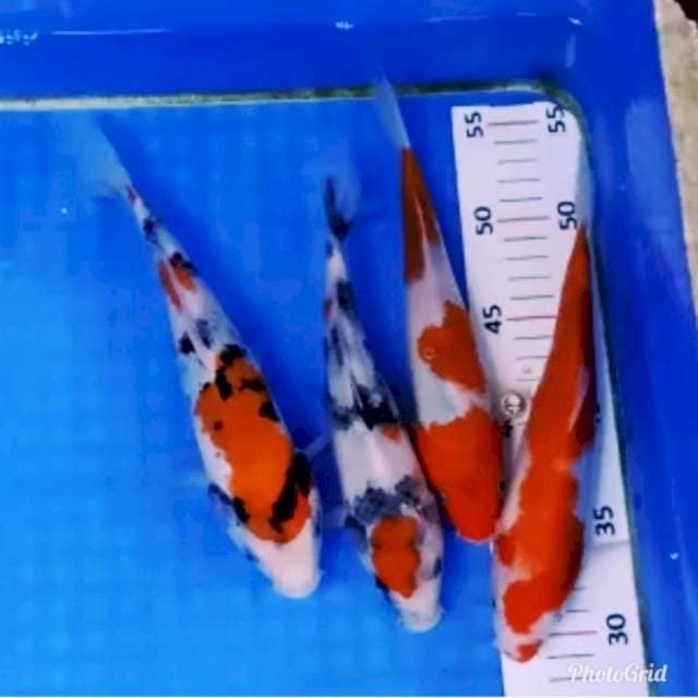 Mix showa kohaku