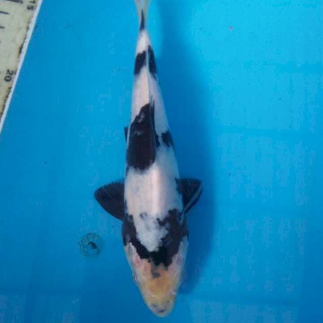 20 cm shiro