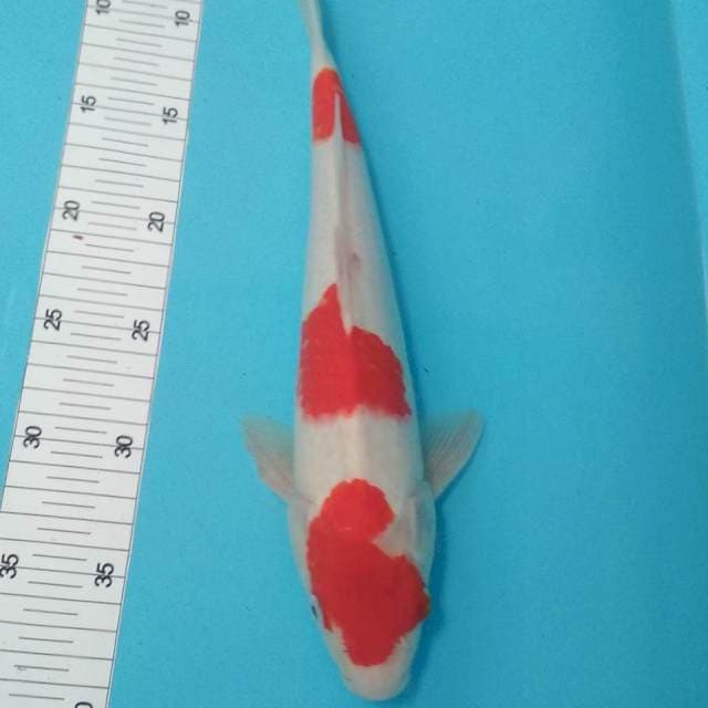Kohaku 33cm