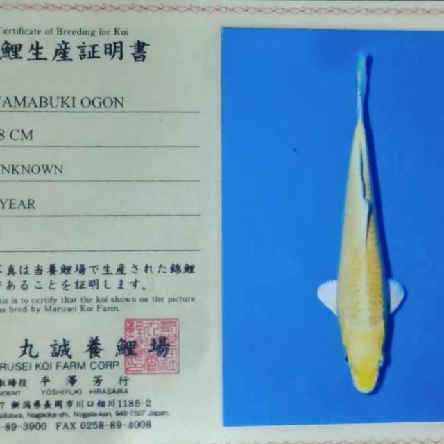 Yamabuki ogon import bersih mulus